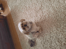 a small brown and white dog is laying on a white rug