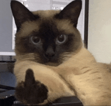 a siamese cat is giving a middle finger