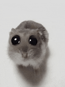 a close up of a small hamster with big black eyes