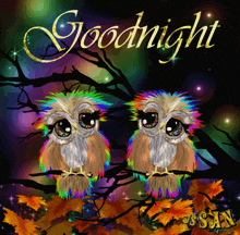 two colorful owls are sitting on a branch with the words goodnight written above them