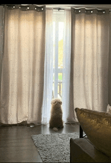 a dog sitting in front of a sliding glass door looking out