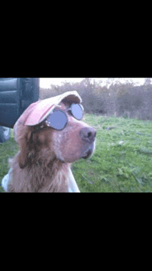 a dog wearing sunglasses and a hat stands in a grassy field