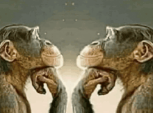 two chimpanzees are standing next to each other and looking at each other with their mouths open .