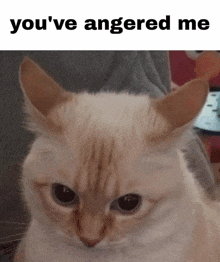 a close up of a cat 's face with the words `` you 've angered me '' written above it .