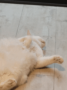 a white cat is laying on its back on a tile floor