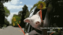 a pig is sticking its head out of a car window and yelling out the window .