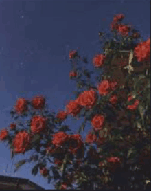 a tree with red roses against a blue sky with stars .