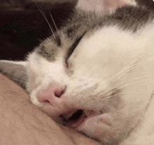 a close up of a cat sleeping on a person 's arm with its mouth open .