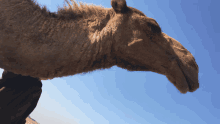 a close up of a camel 's face with a blue sky in the background