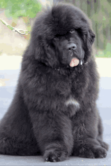 a black dog with its tongue out is sitting down