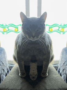 a cat sitting in front of a window with a green and yellow border