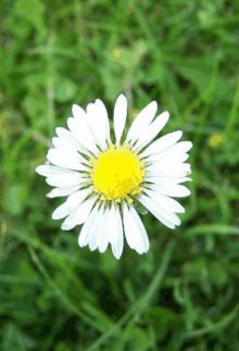 a white flower with a yellow center is surrounded by greenery