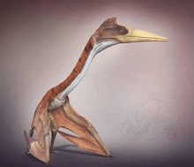 a bird with a long neck and a yellow beak