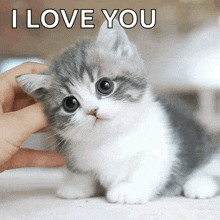 a person petting a kitten with the words " i love you " written above it