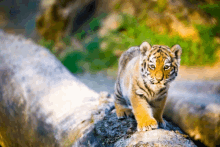 a small tiger cub is walking on a log