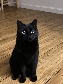 a black cat sitting on a wood floor looking at the camera