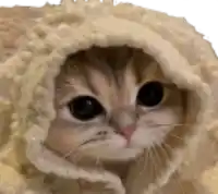 a close up of a cat wrapped in a blanket