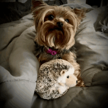 a small dog with a pink collar is laying on a bed with a stuffed hedgehog