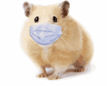 a hamster wearing a blue mask on its face