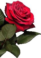 a close up of a red rose with green leaves on a white background