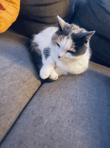 a black and white cat laying on a couch