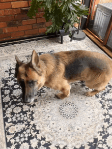 a german shepherd dog laying on a rug with a plant in the background