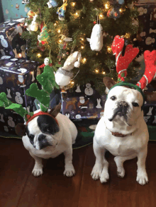 two dogs wearing reindeer antlers are sitting in front of a christmas tree with presents