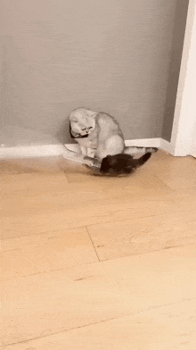 a cat is sitting on a wooden floor next to a wall and playing with a toy .