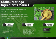 an advertisement for global moringa ingredients market showing a bowl of moringa powder