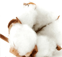 a close up of a cotton flower with a brown stem