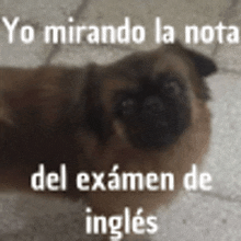 a pug dog laying on the floor with the words yo mirando la nota del examen de ingles written above it