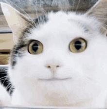 a close up of a cat 's face looking through a glass door .