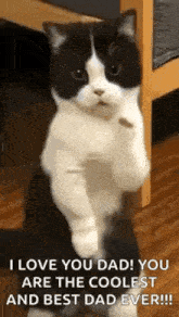 a black and white cat is standing on its hind legs and says `` i love you dad you are the coolest and best dad ever ! ''