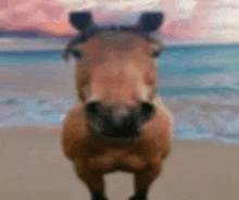 a brown horse is standing on a beach looking at the camera .