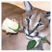 a close up of a cat with a rose in its mouth .