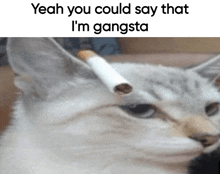 a cat with a cigarette in its ear and a caption that says yeah you could say that i 'm gangsta