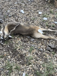 a dead antelope is laying on the ground in the woods .