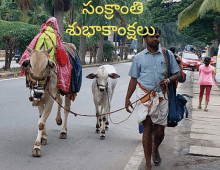 a man leads two cows down a street with a sign in a foreign language above them