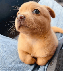 a small brown puppy sitting on a person 's lap