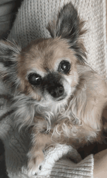 a small brown and white dog laying on a knitted blanket