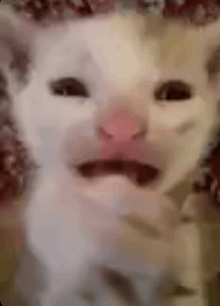 a close up of a white cat with its mouth open and a pink nose .