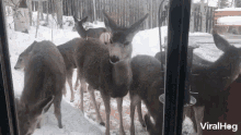 a group of deer are standing in the snow and looking out a window with viralhog written on the bottom right