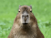 a close up of a beaver looking at the camera