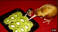 a kiwi bird is eating sliced kiwi fruit on a black plate .