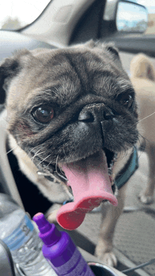 a pug dog sticking its tongue out next to a bottle of purple shampoo