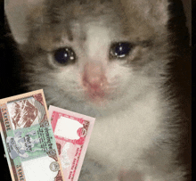 a cat is holding a stack of nepal currency