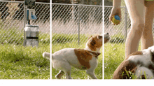 a person is holding a blue ball in front of a chain link fence and two dogs are playing in the grass