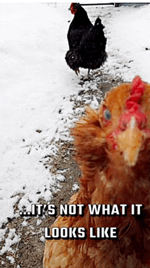 a picture of two chickens in the snow with a caption that says it 's not what it looks like