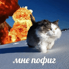 a cat is running in the snow with an explosion in the background and the words mne pofiq in white letters