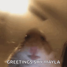 a close up of a hamster 's face with the words greetings shy mayla below it